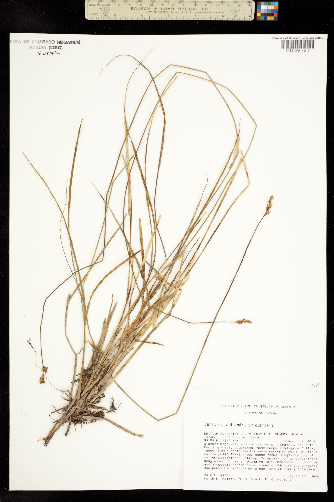 Carex diandra image