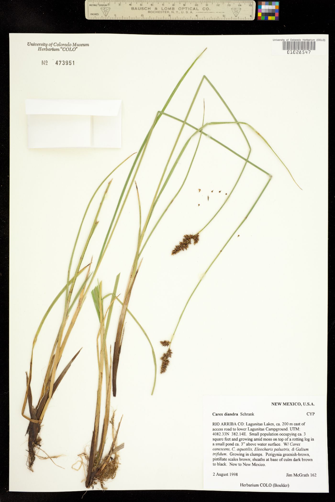 Carex diandra image
