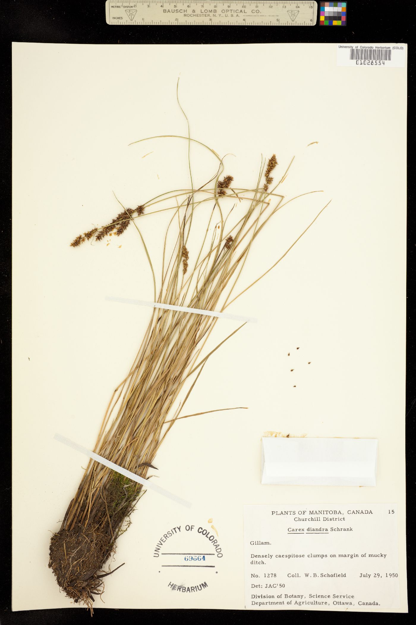 Carex diandra image
