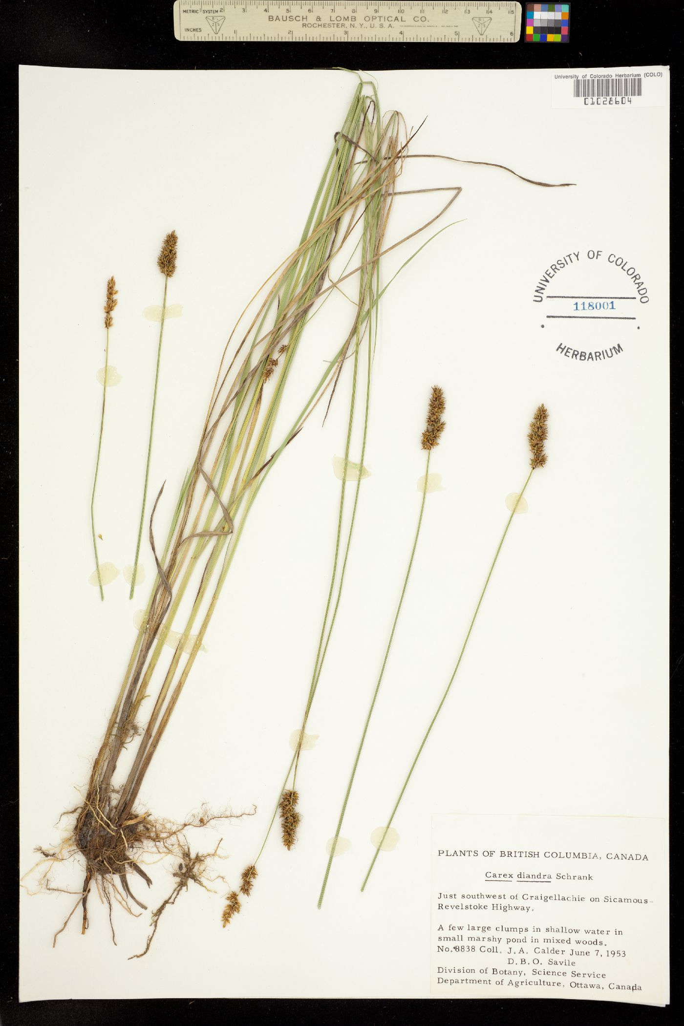 Carex diandra image