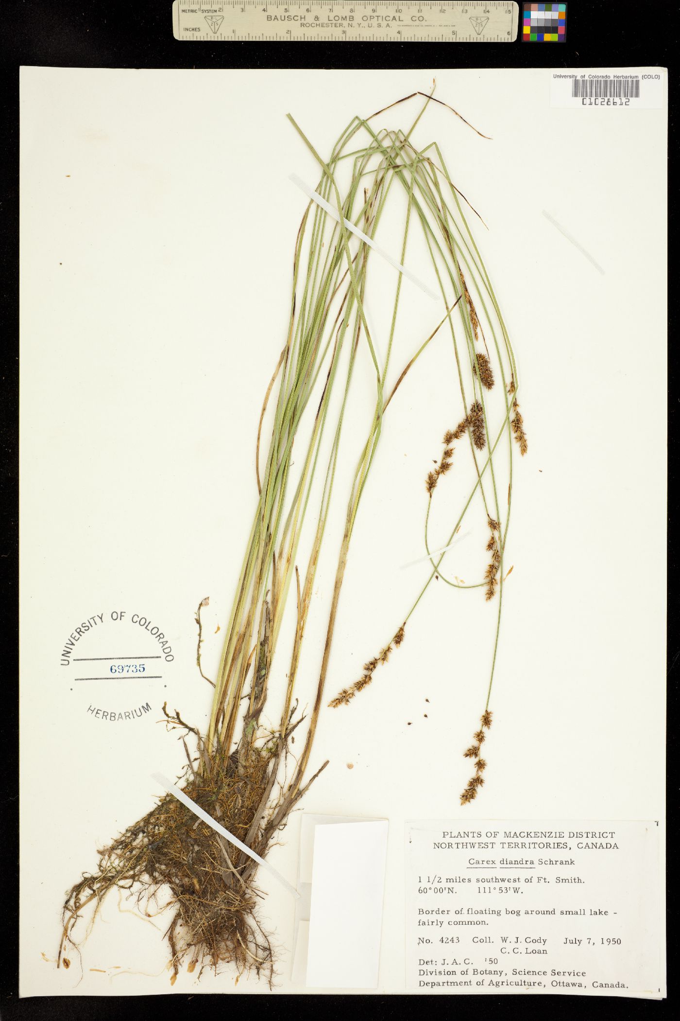 Carex diandra image