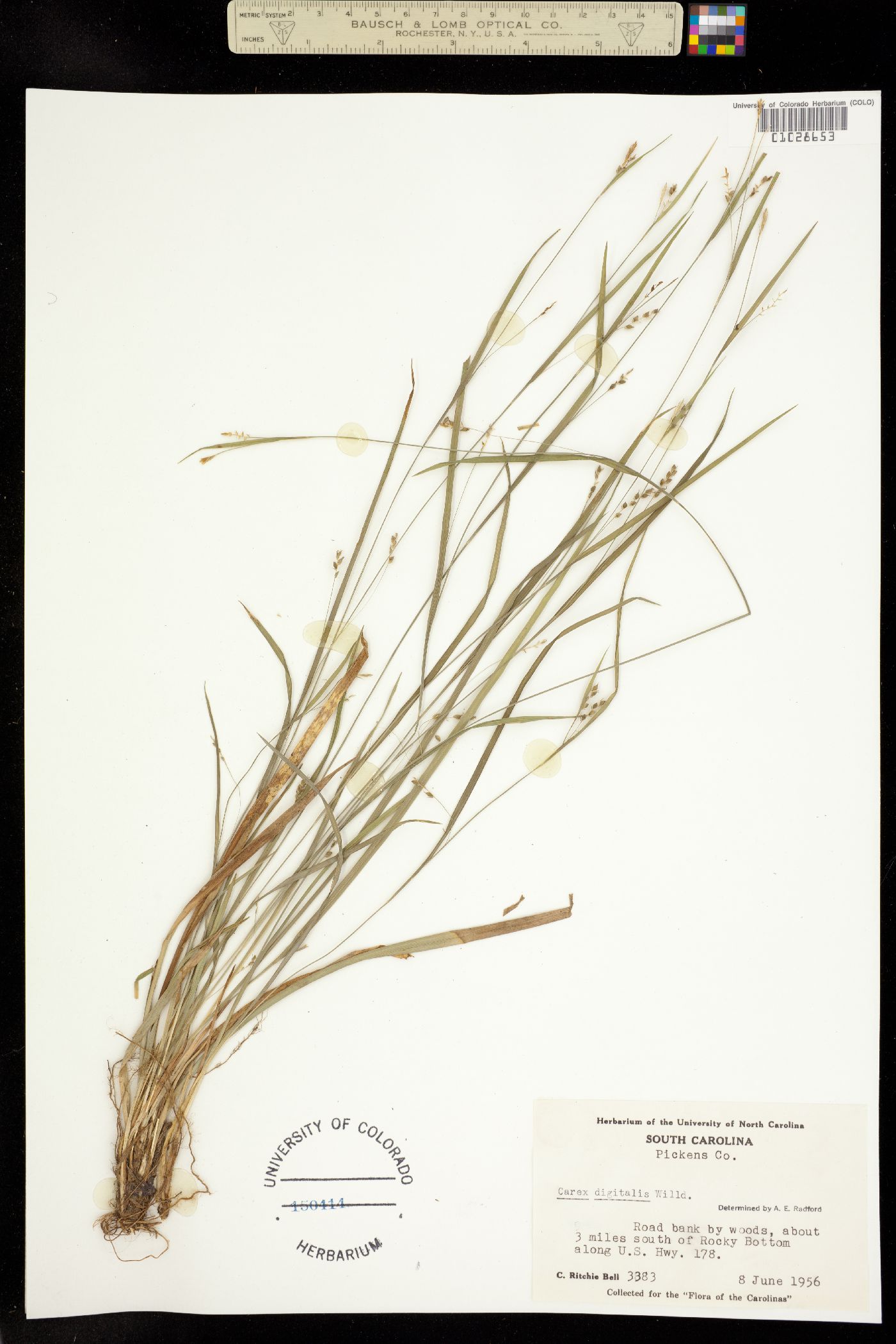 Carex digitalis image