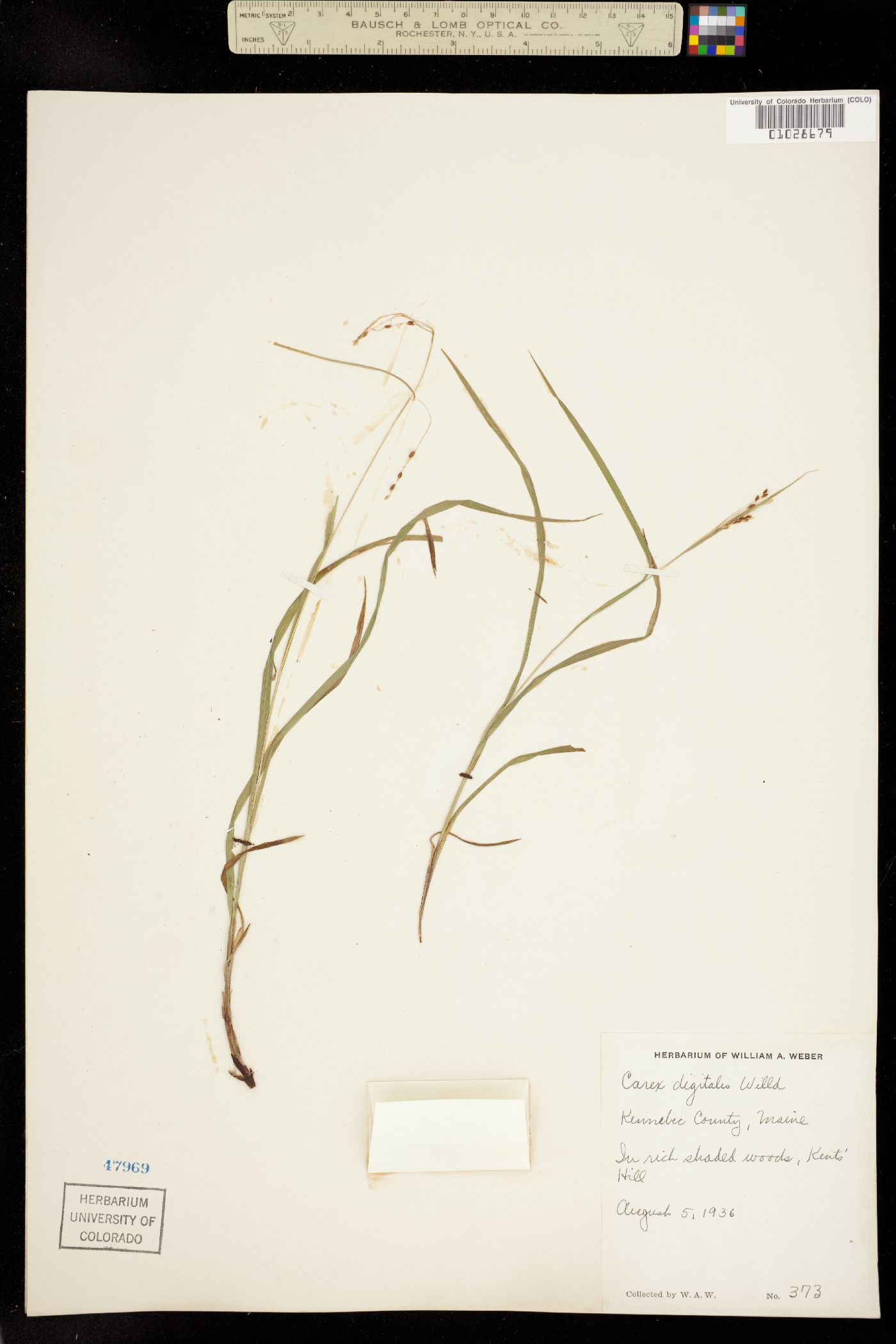 Carex digitalis image