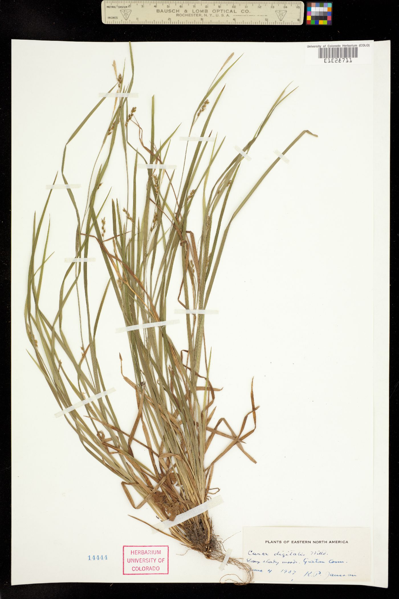 Carex digitalis image