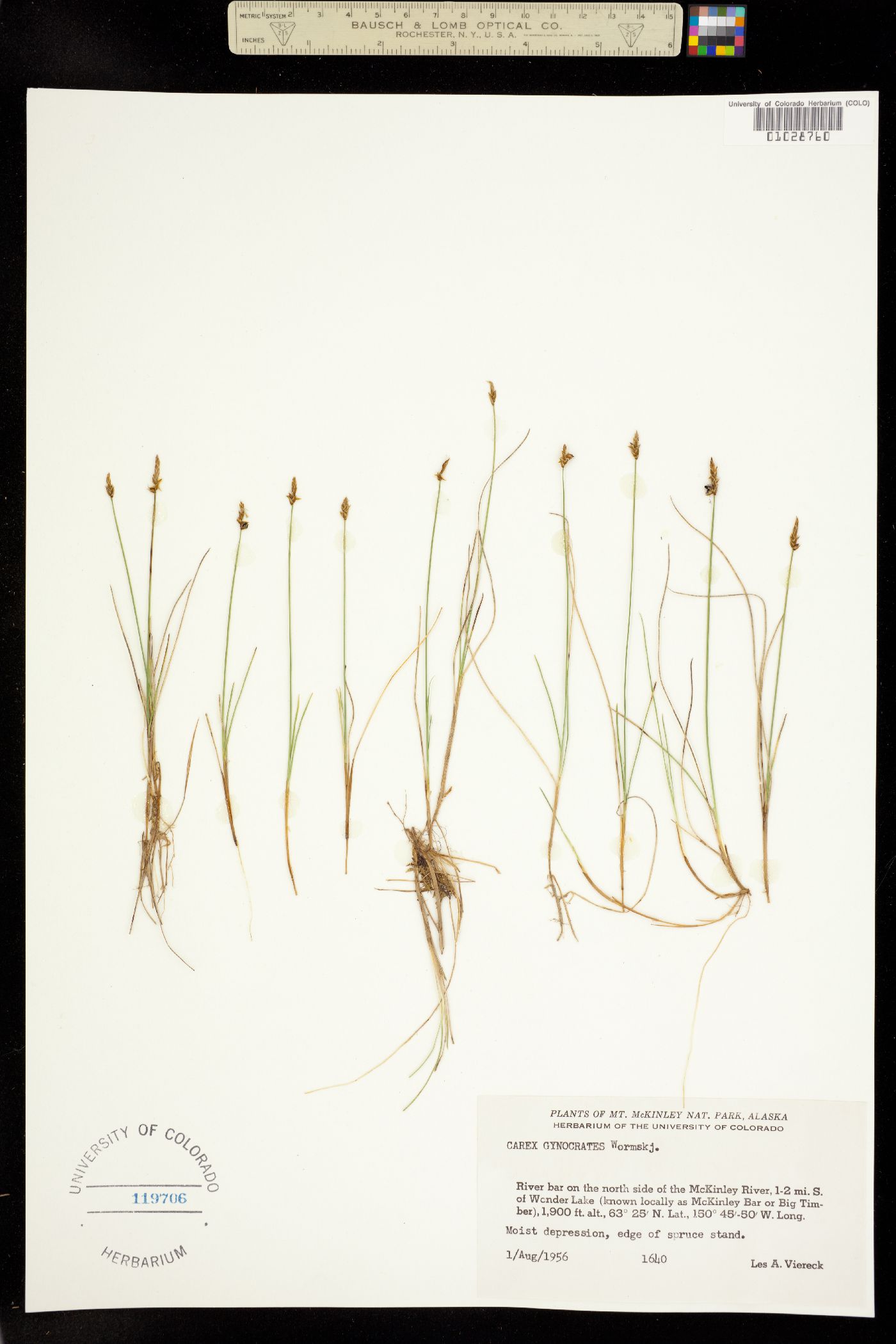 Carex dioica subsp. gynocrates image