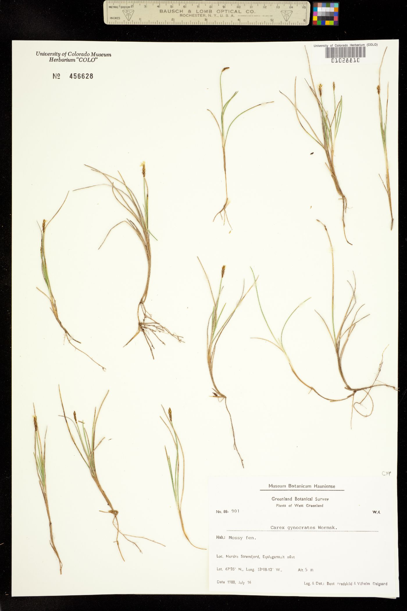 Carex dioica image