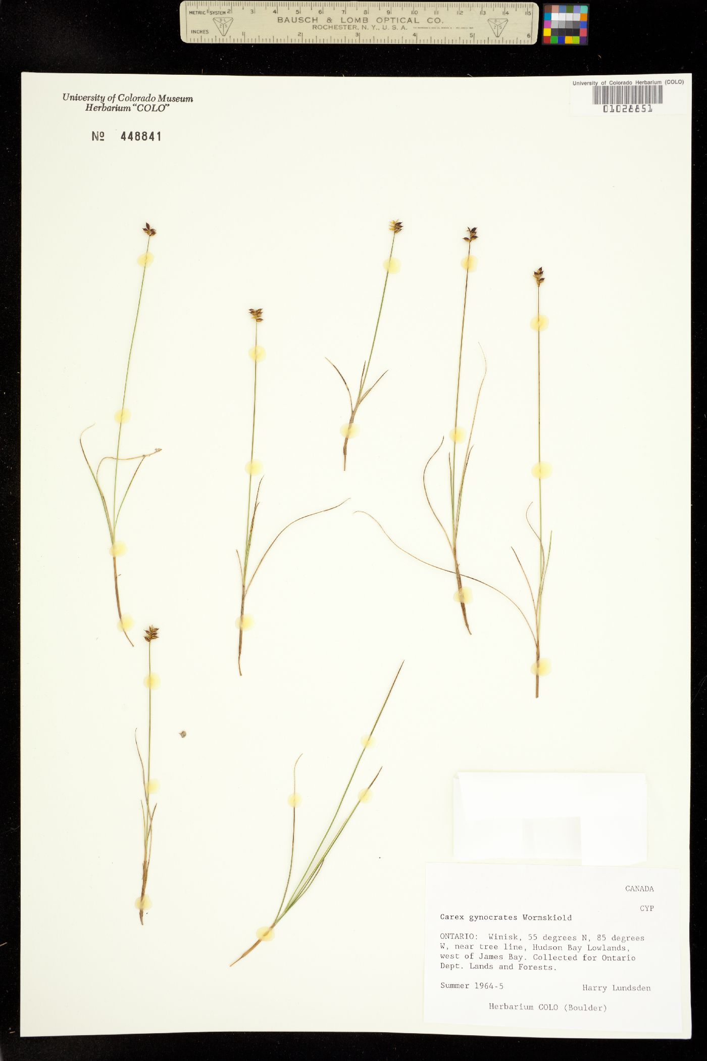 Carex dioica subsp. gynocrates image