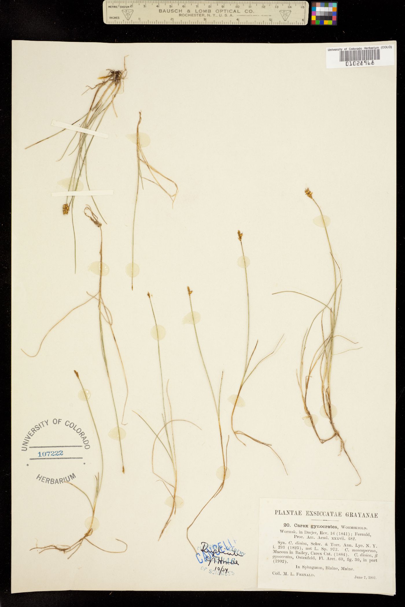 Carex dioica subsp. gynocrates image