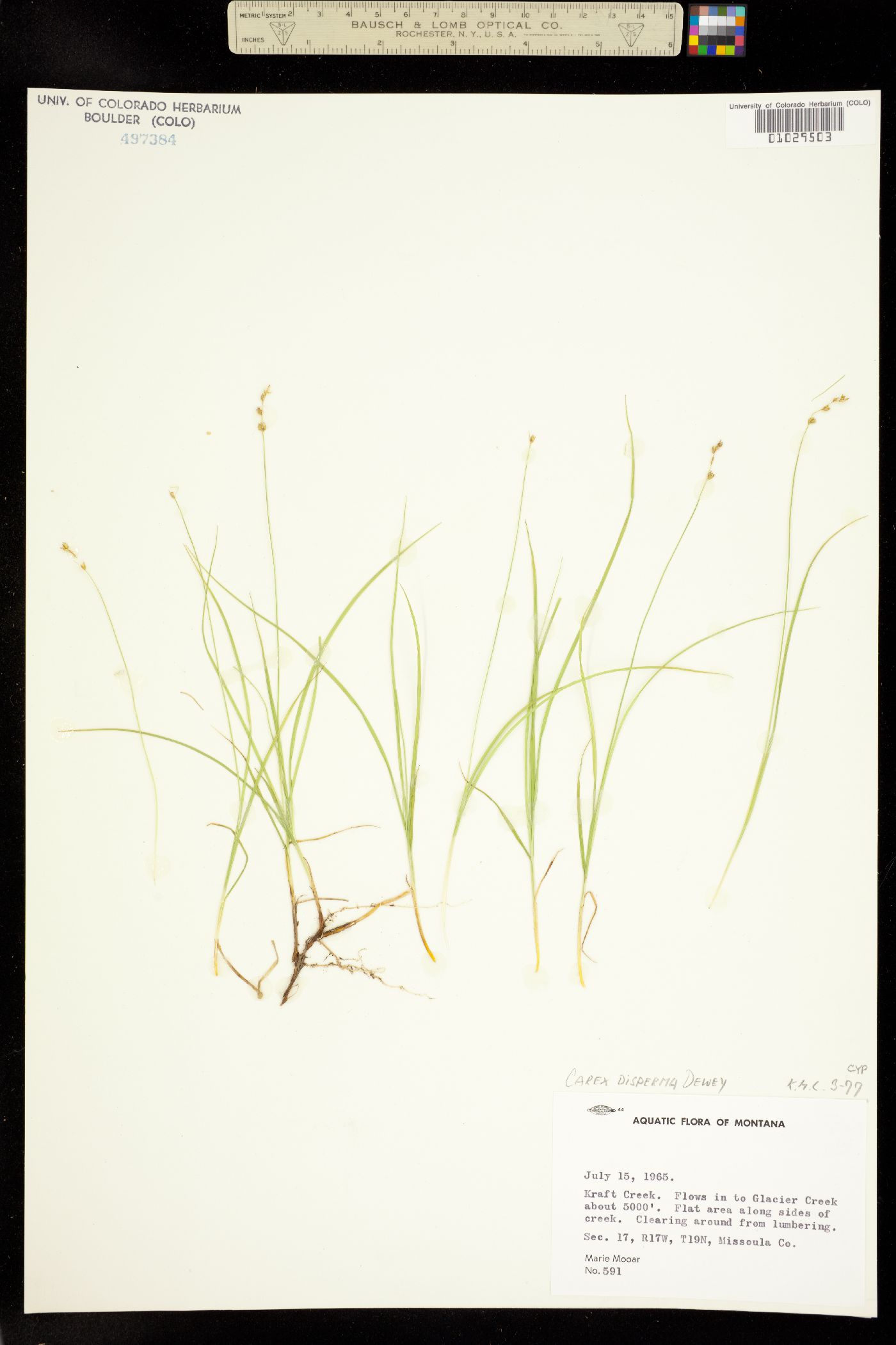 Carex disperma image