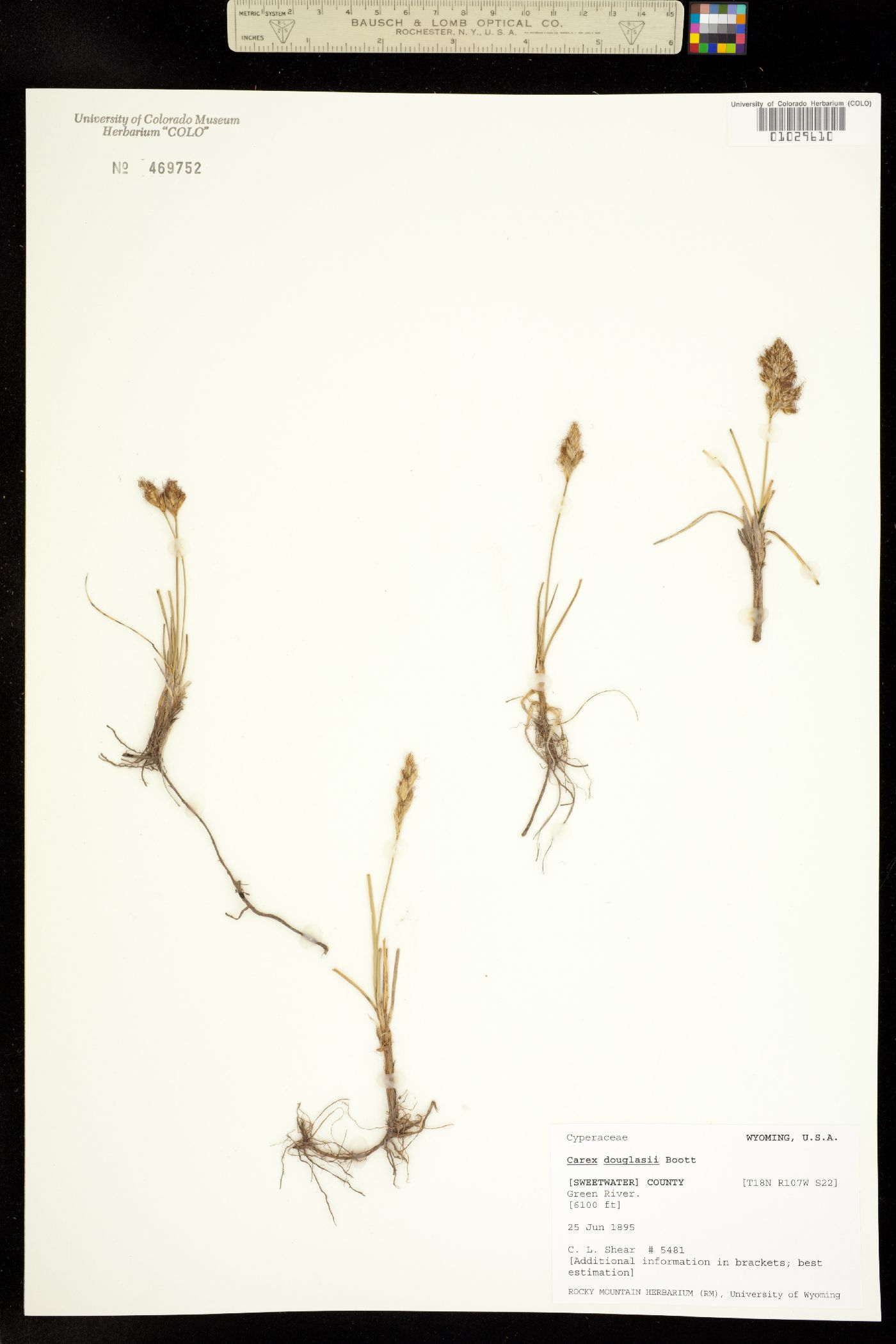 Carex douglasii image