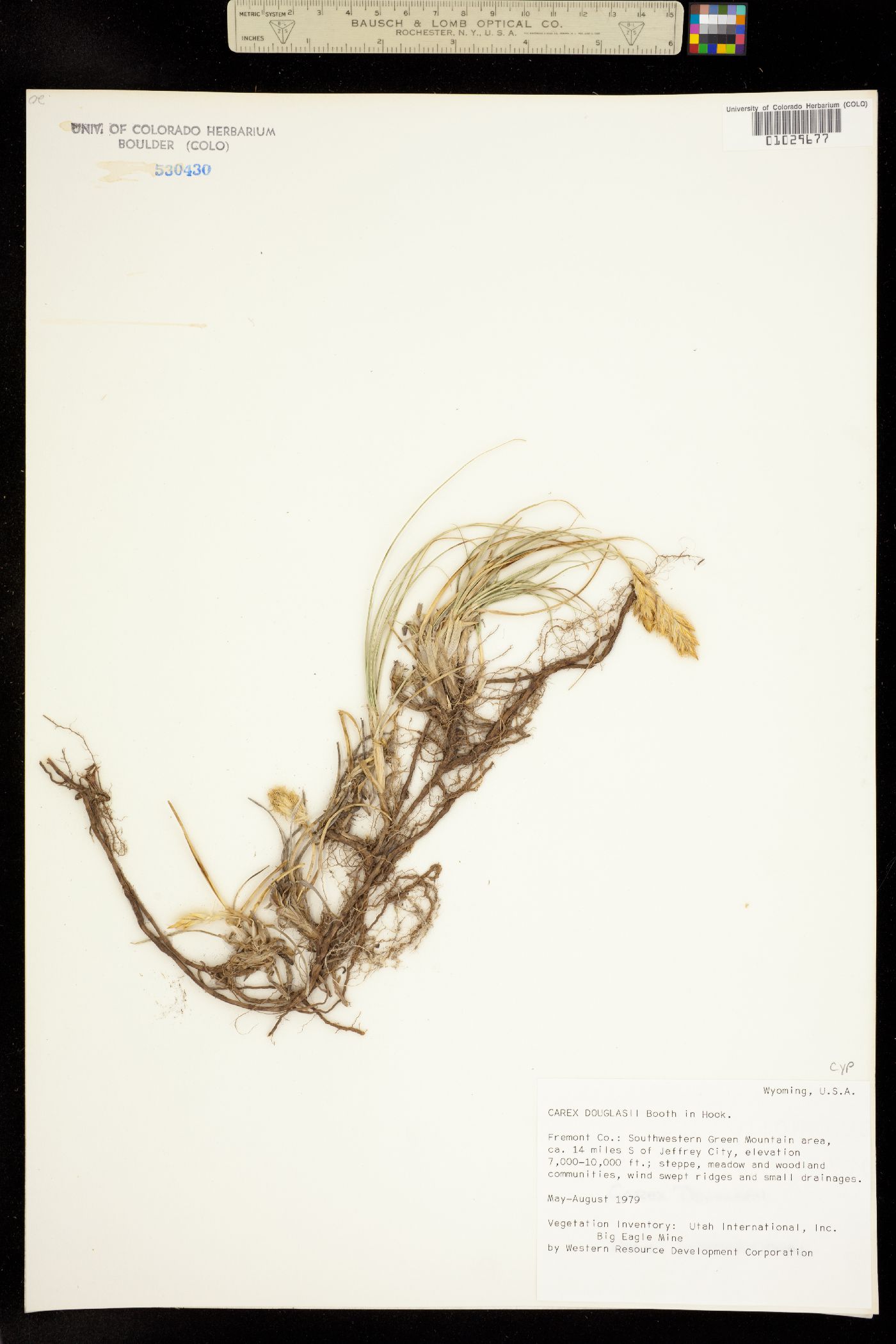 Carex douglasii image