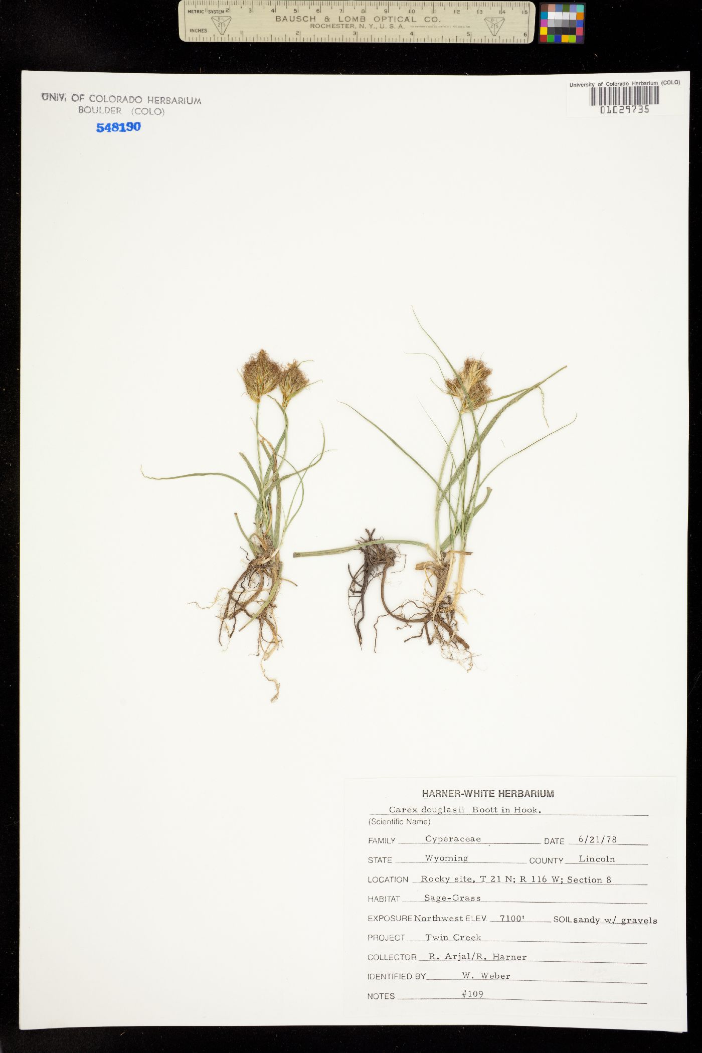 Carex douglasii image