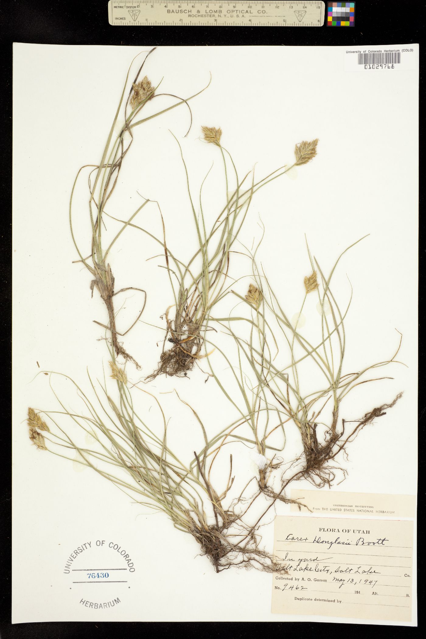 Carex douglasii image