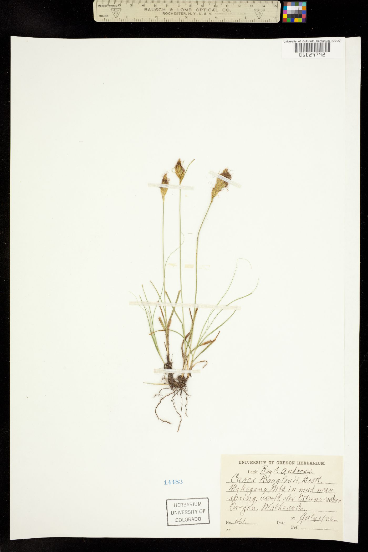 Carex douglasii image