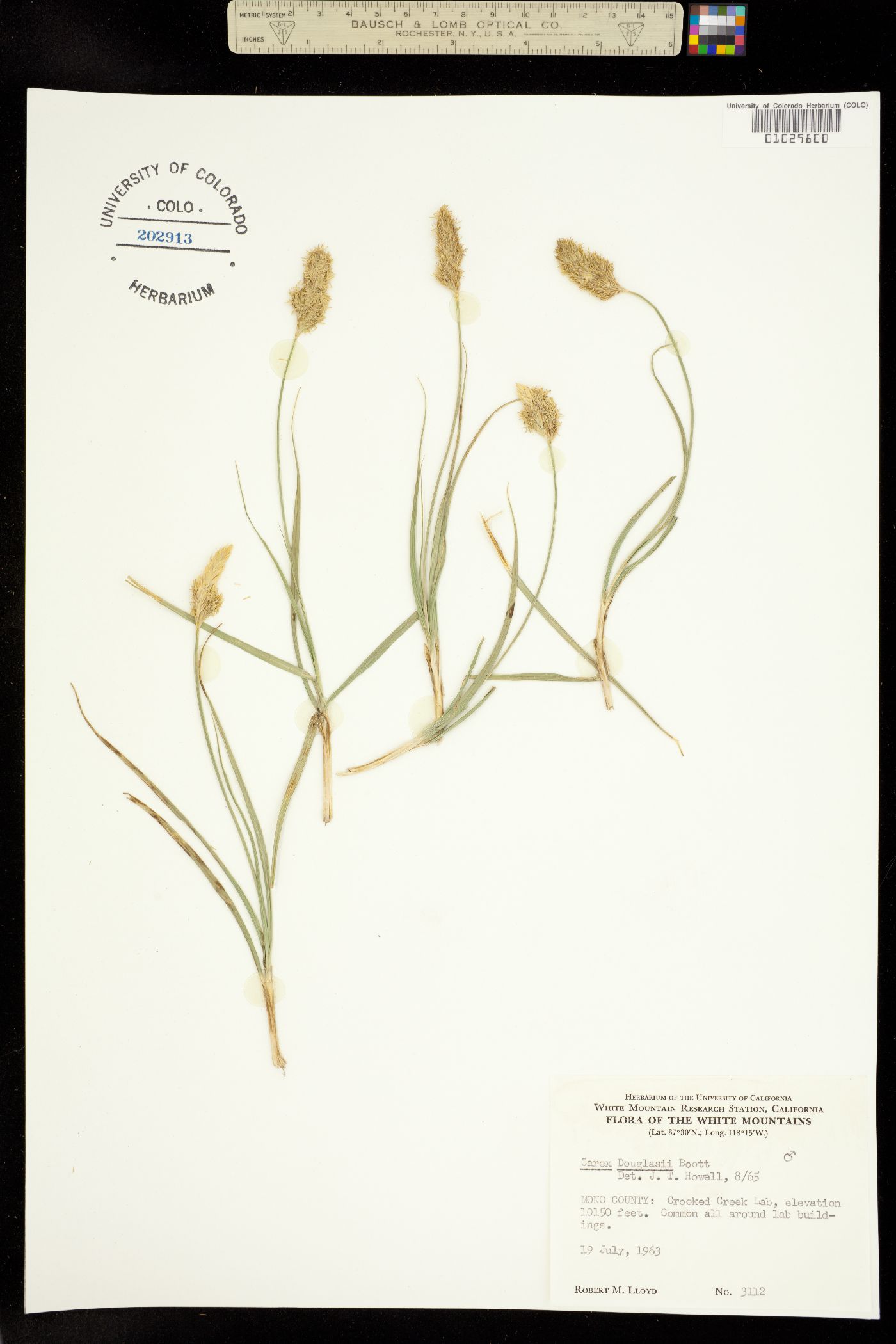 Carex douglasii image