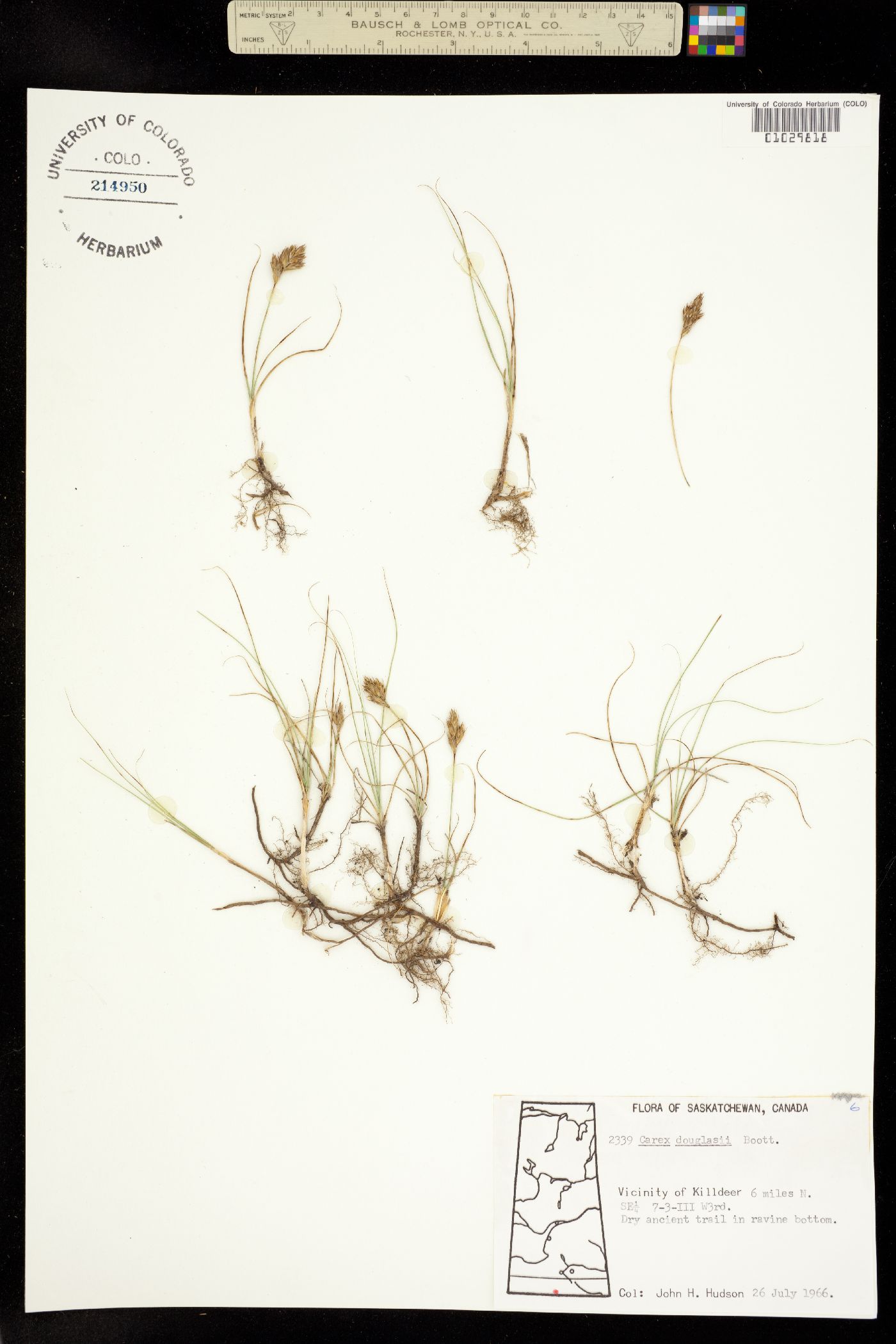 Carex douglasii image