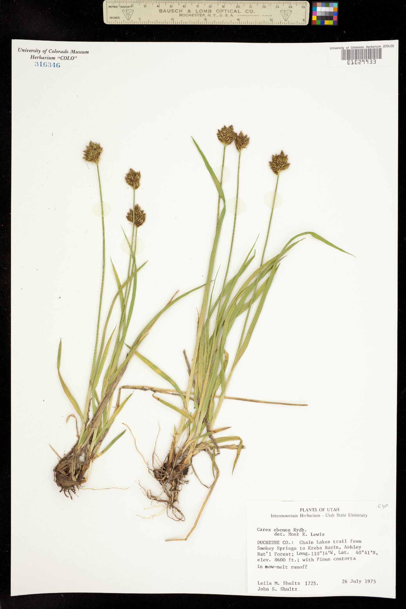 Carex ebenea image