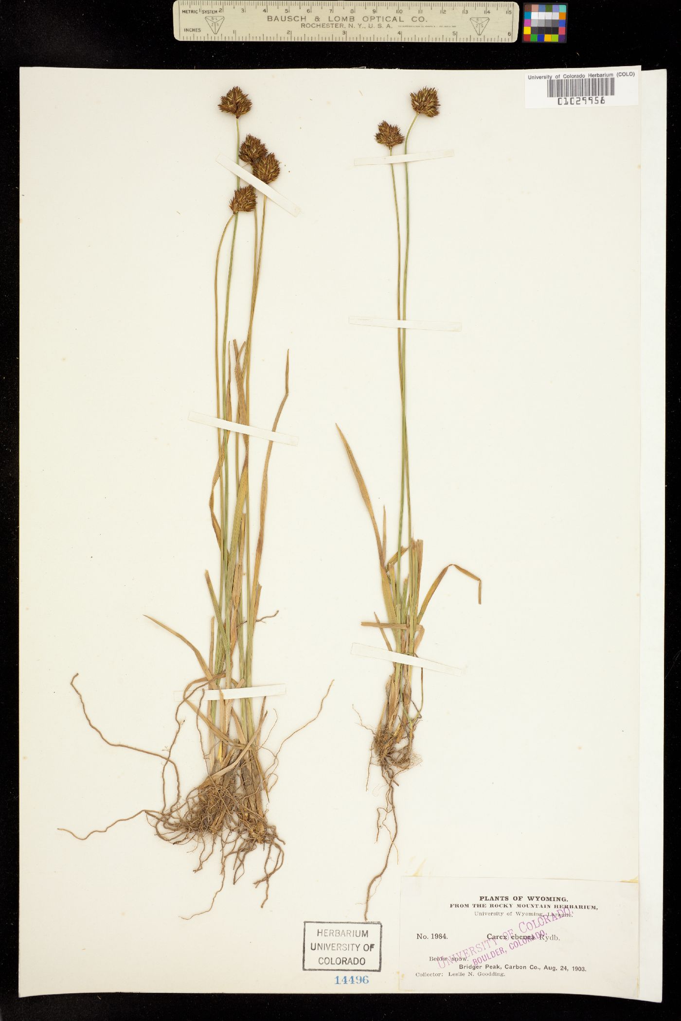 Carex ebenea image
