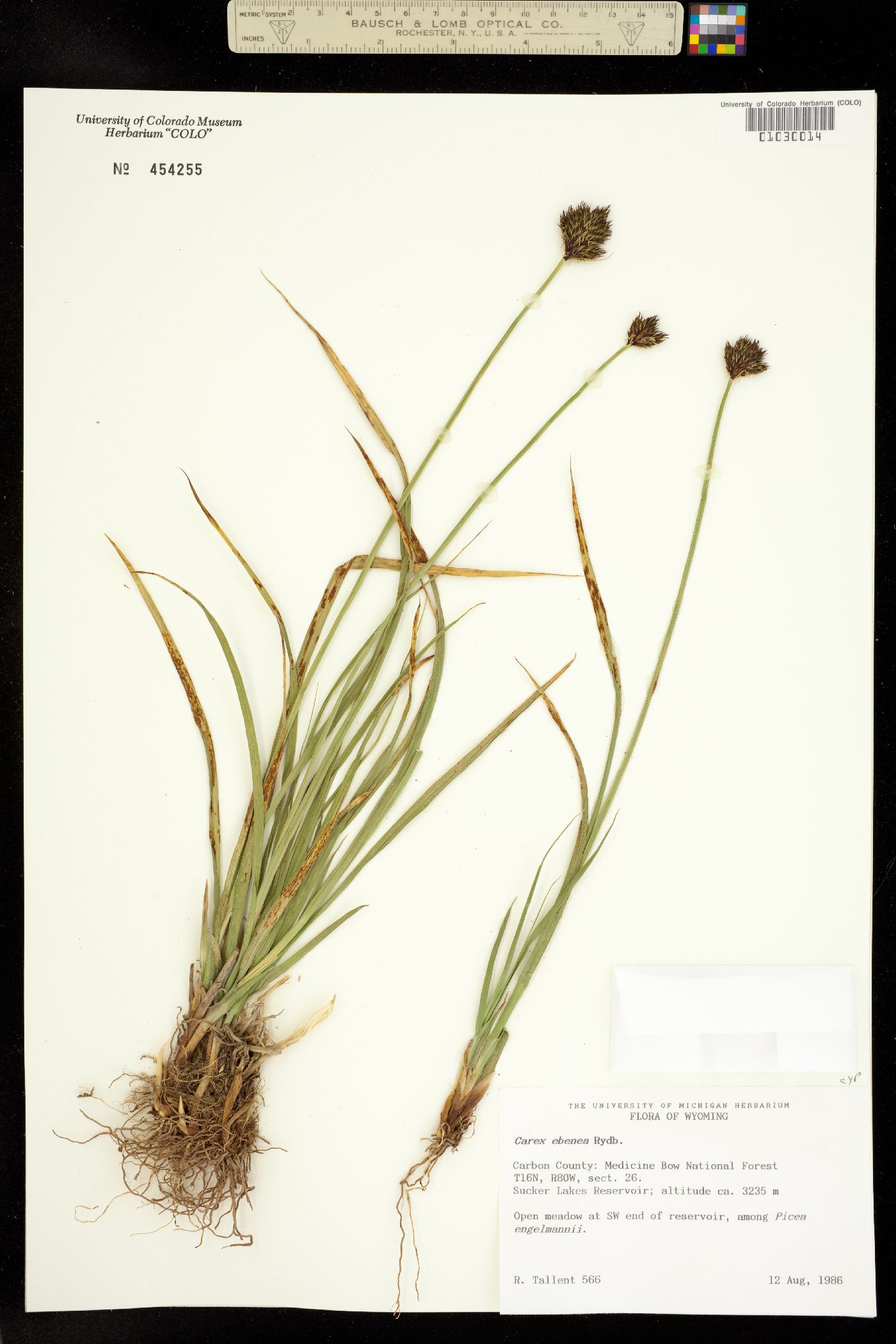 Carex ebenea image