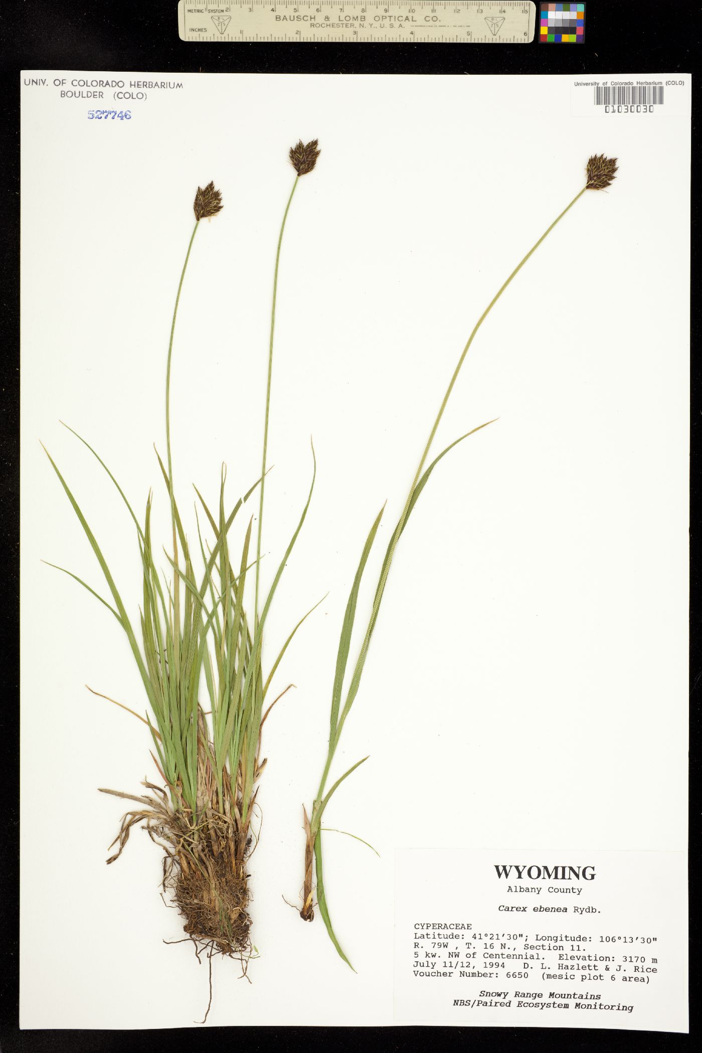 Carex ebenea image