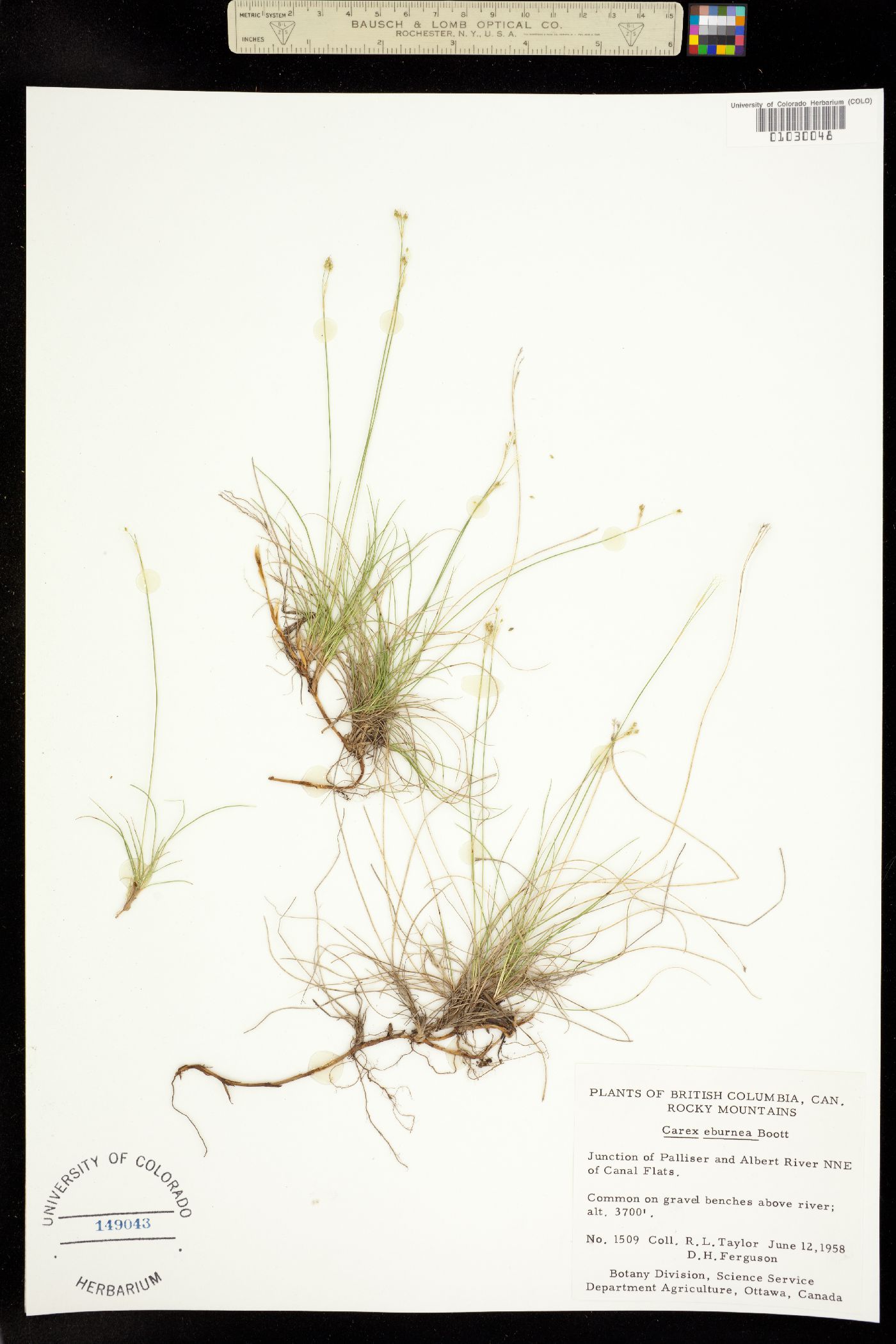 Carex eburnea image