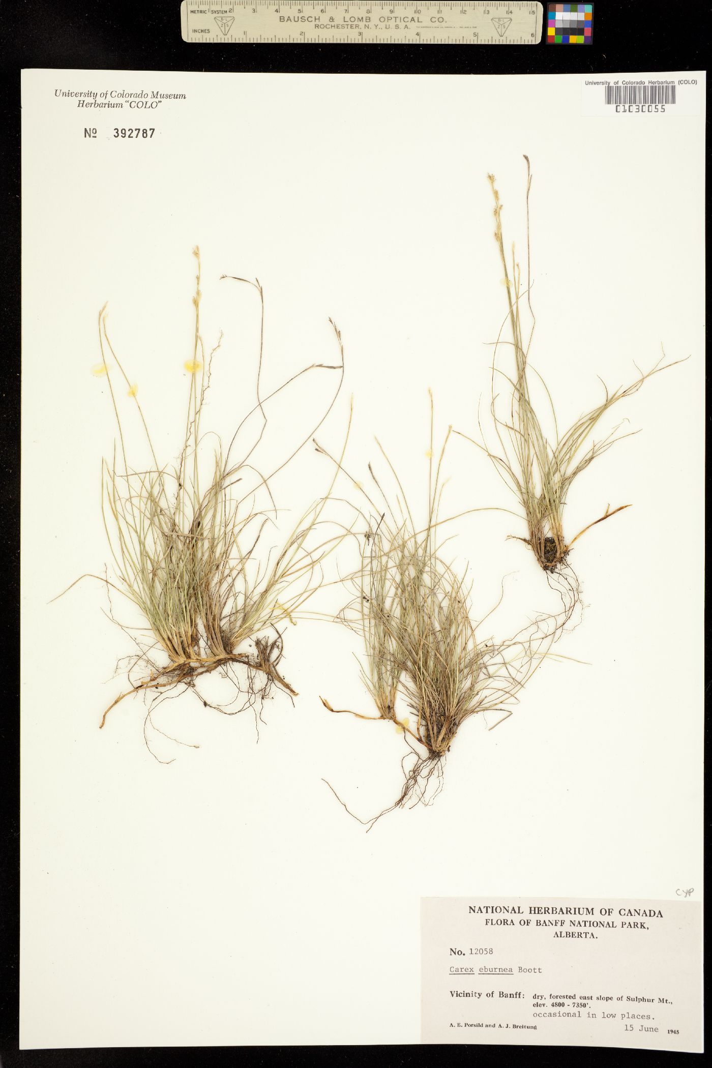 Carex eburnea image