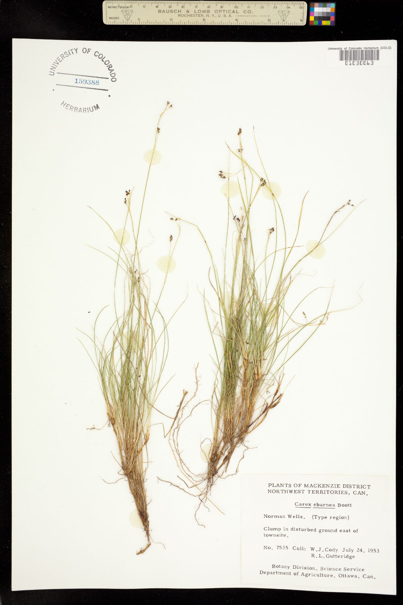 Carex eburnea image
