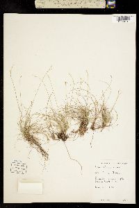 Image of Carex eburnea