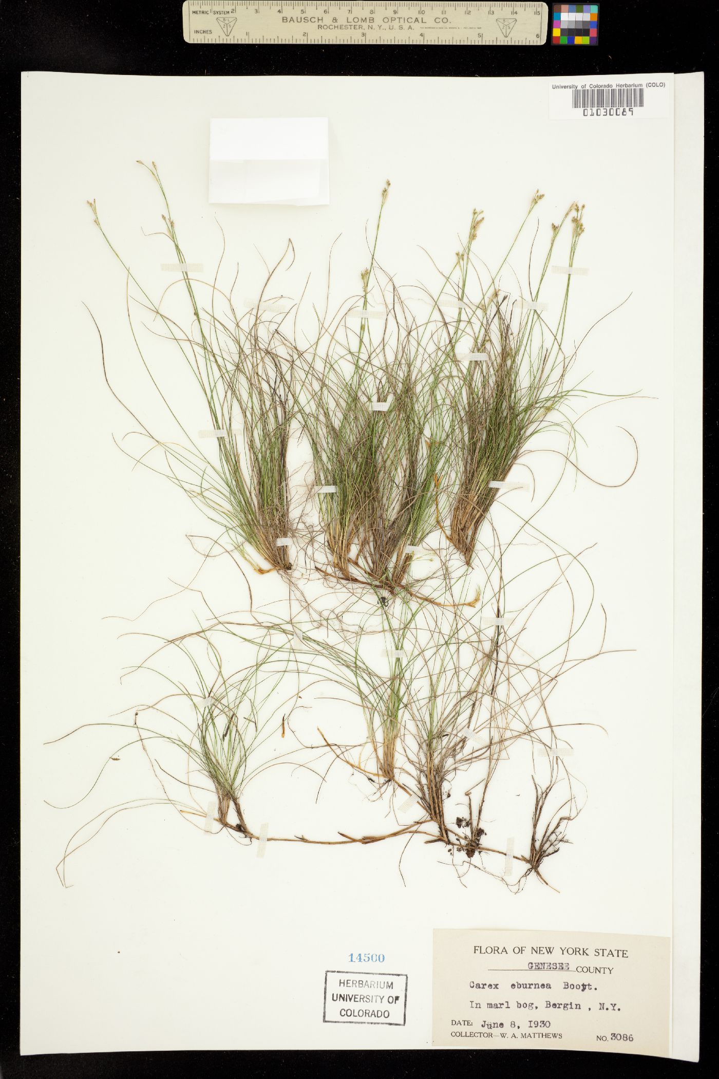 Carex eburnea image