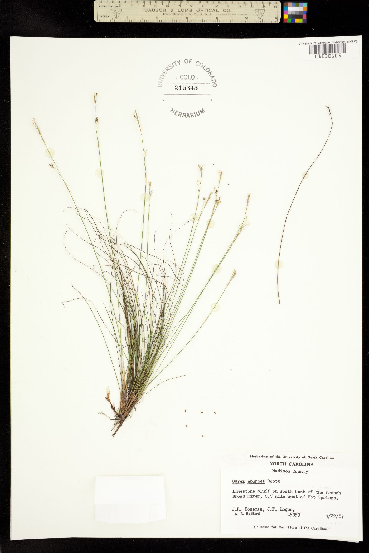 Carex eburnea image