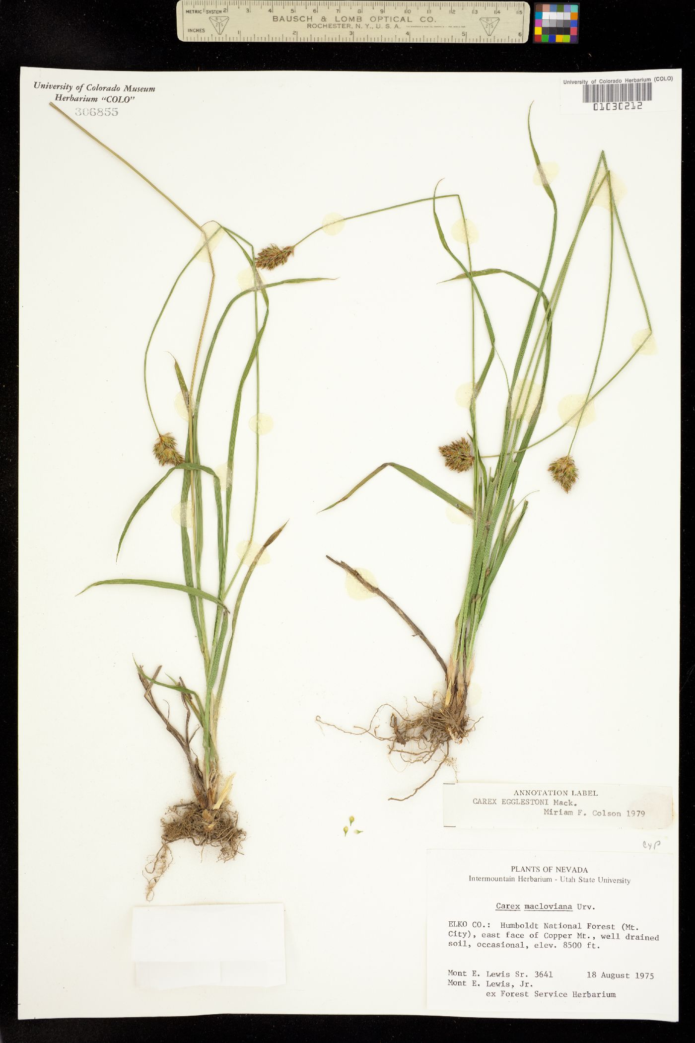 Carex egglestonii image
