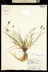 Image of Carex eleusinoides