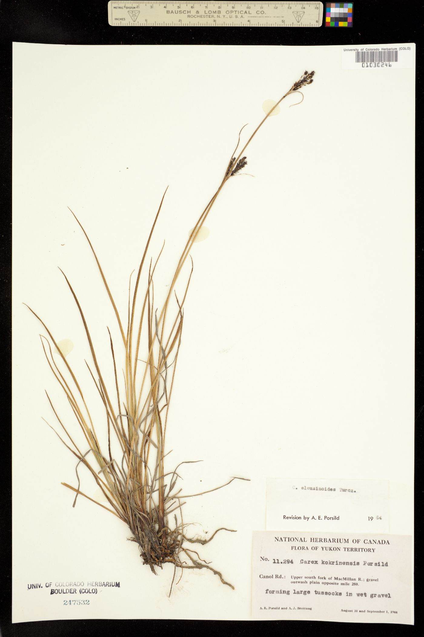 Carex eleusinoides image