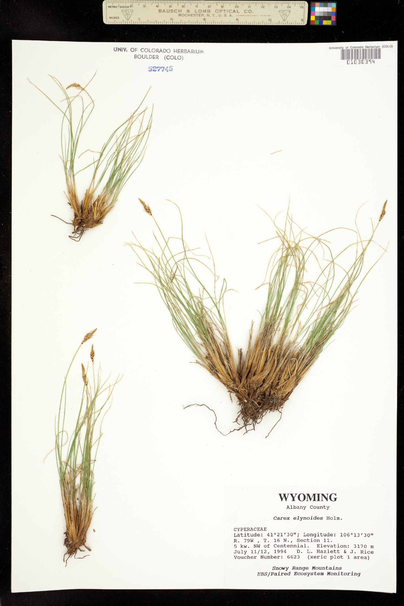 Carex elynoides image