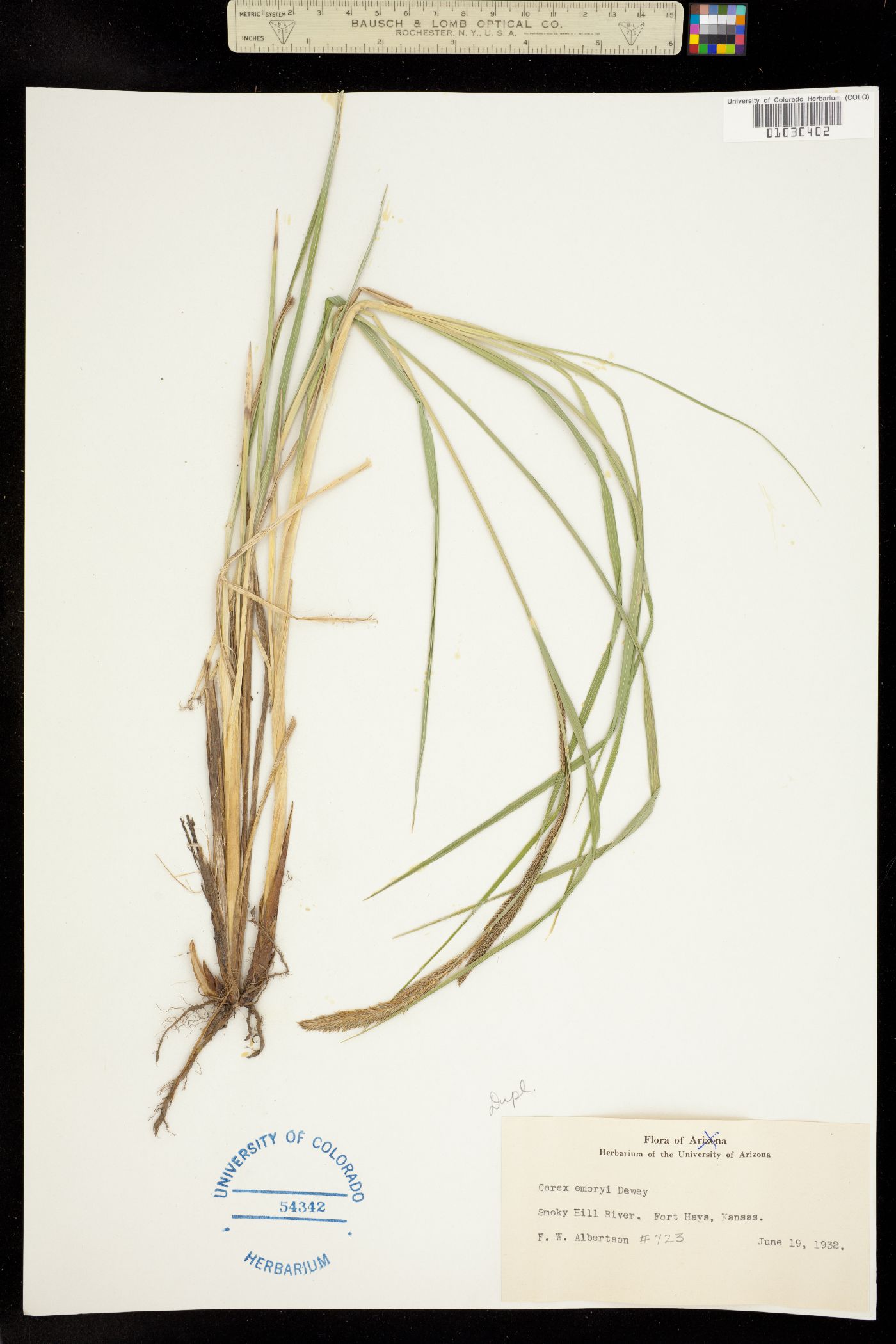 Carex emoryi image