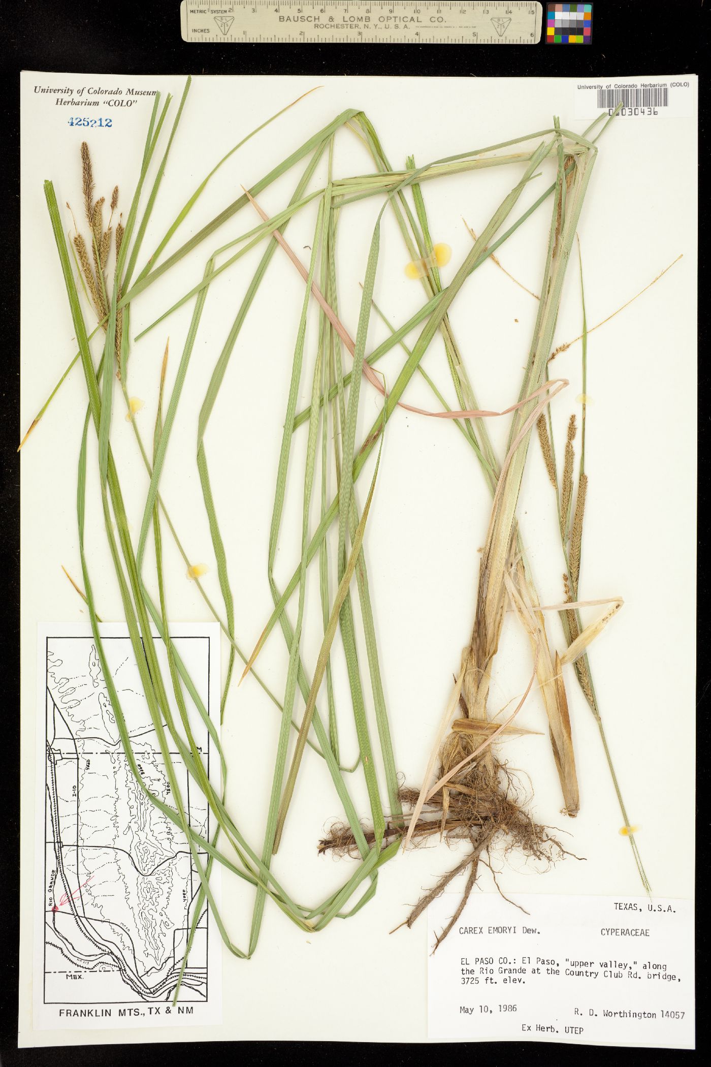 Carex emoryi image