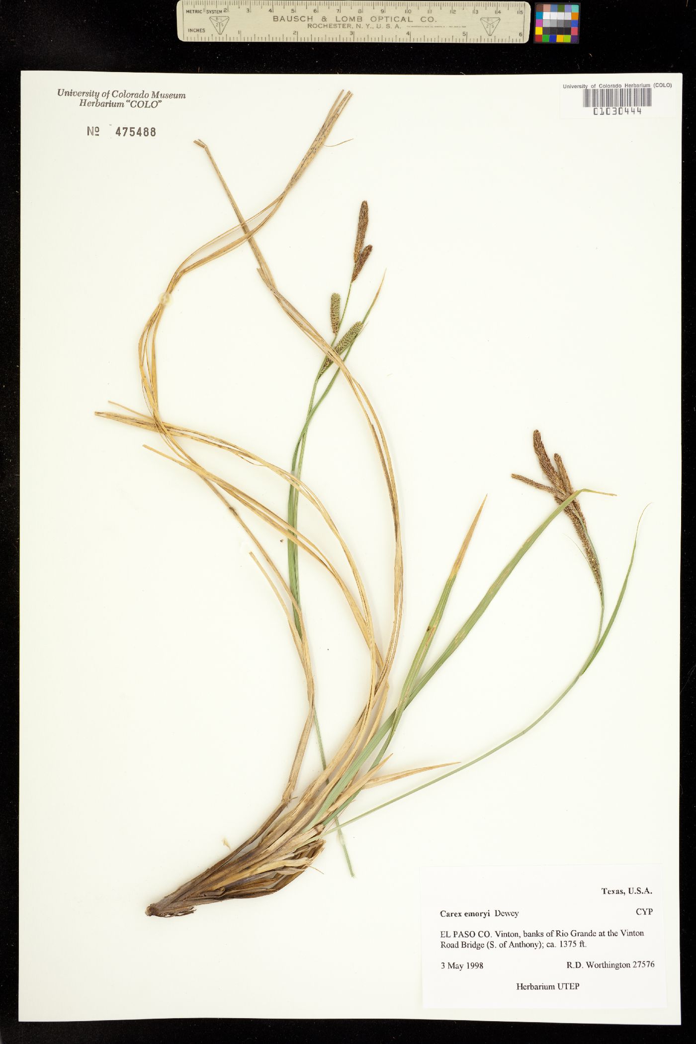 Carex emoryi image