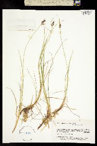 Carex enanderi image