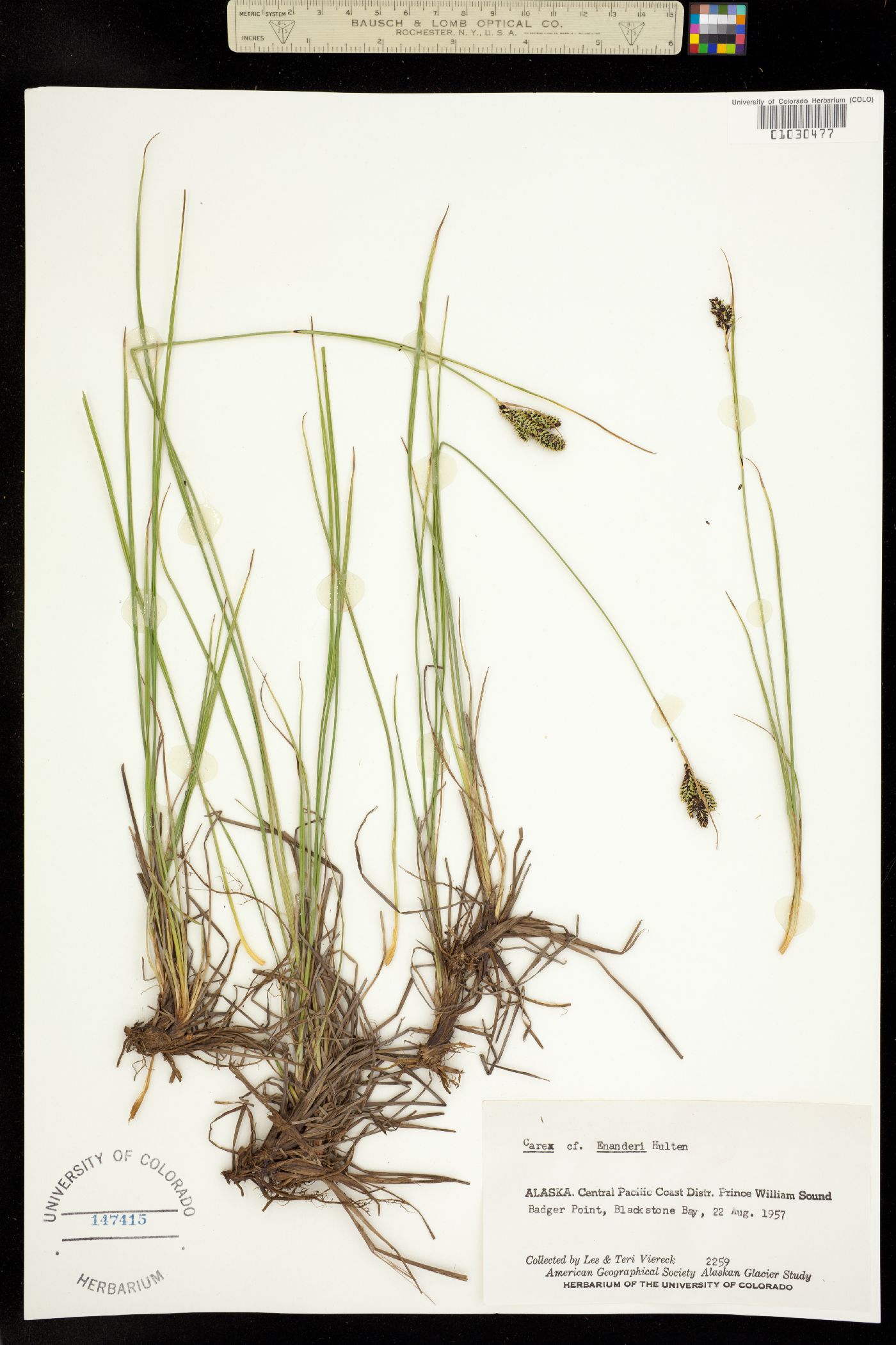 Carex lenticularis var. dolia image