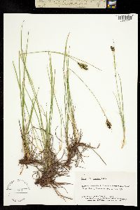 Carex enanderi image