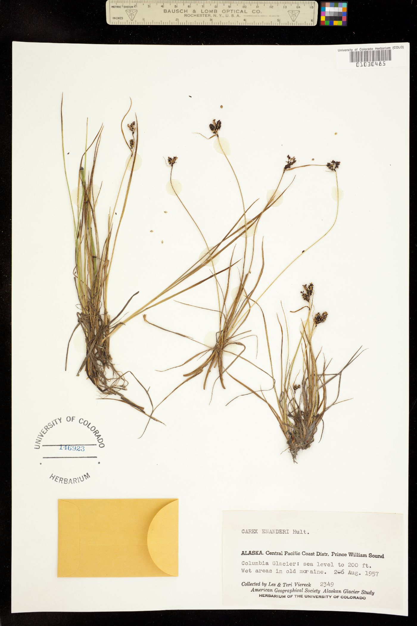 Carex lenticularis image