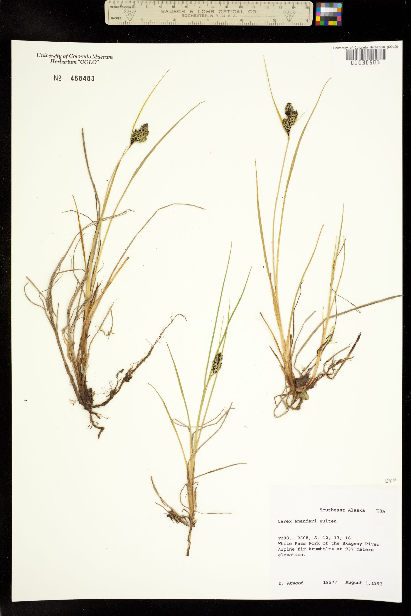 Carex lenticularis var. dolia image