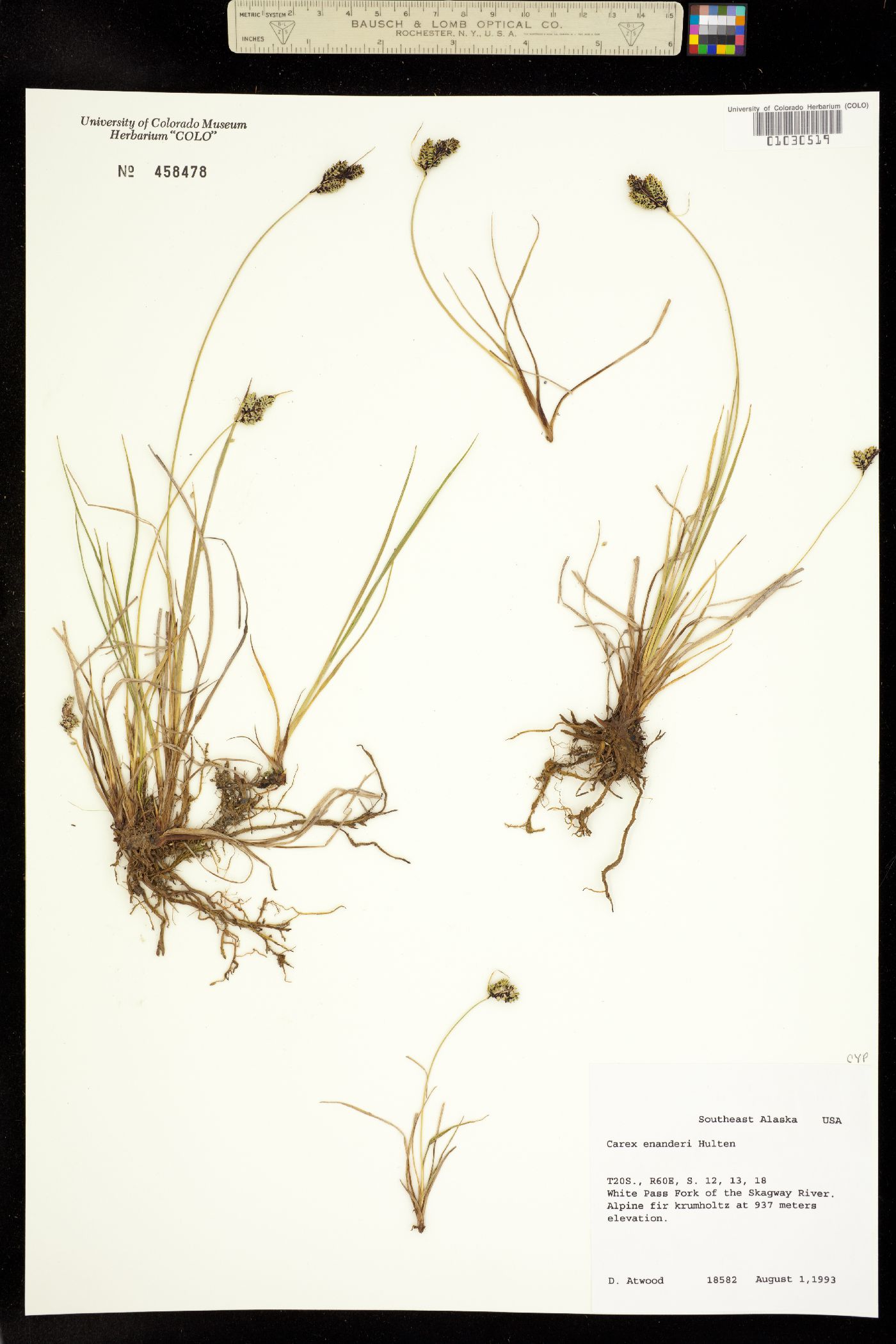 Carex lenticularis var. dolia image