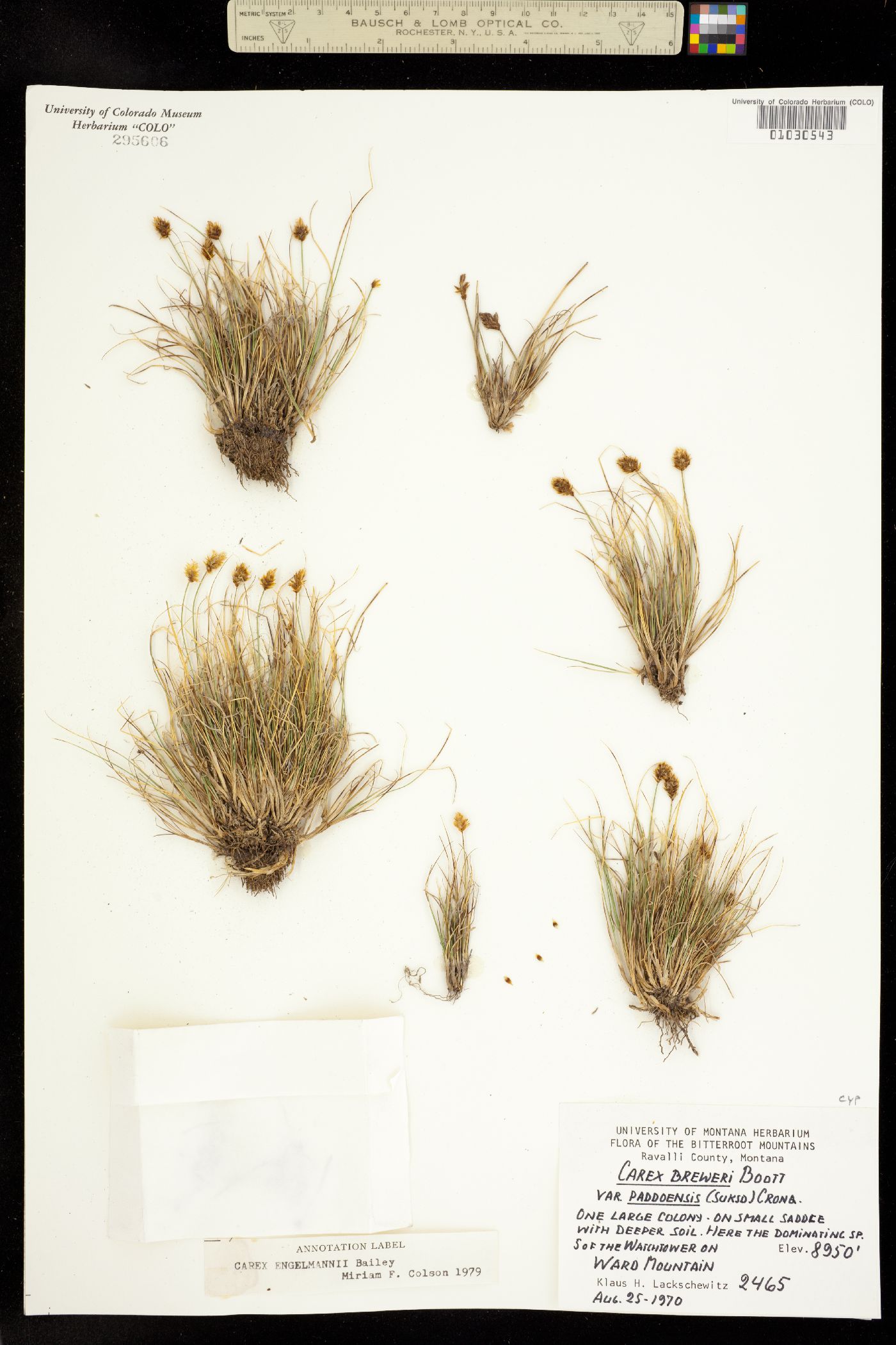 Carex engelmannii image