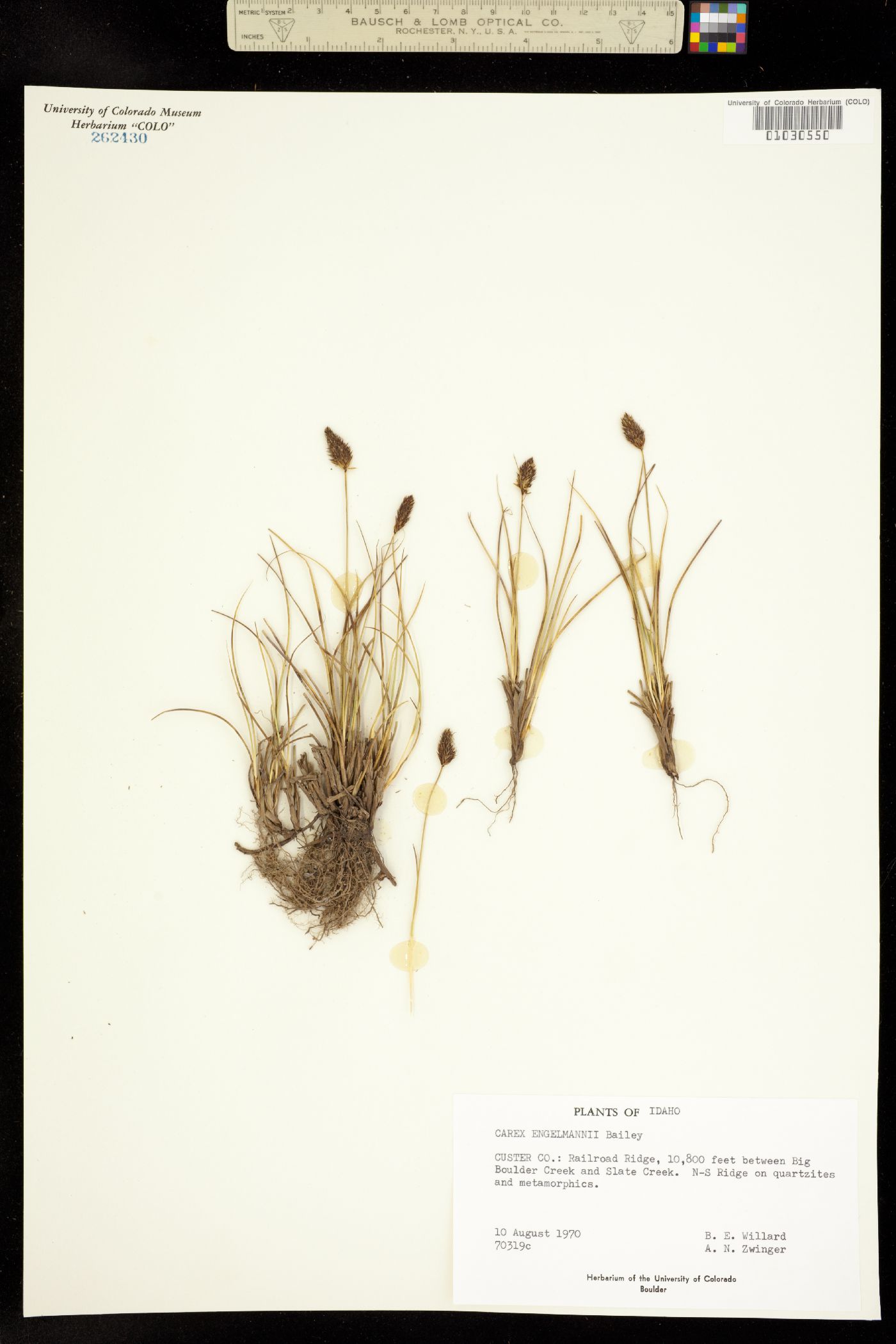 Carex engelmannii image