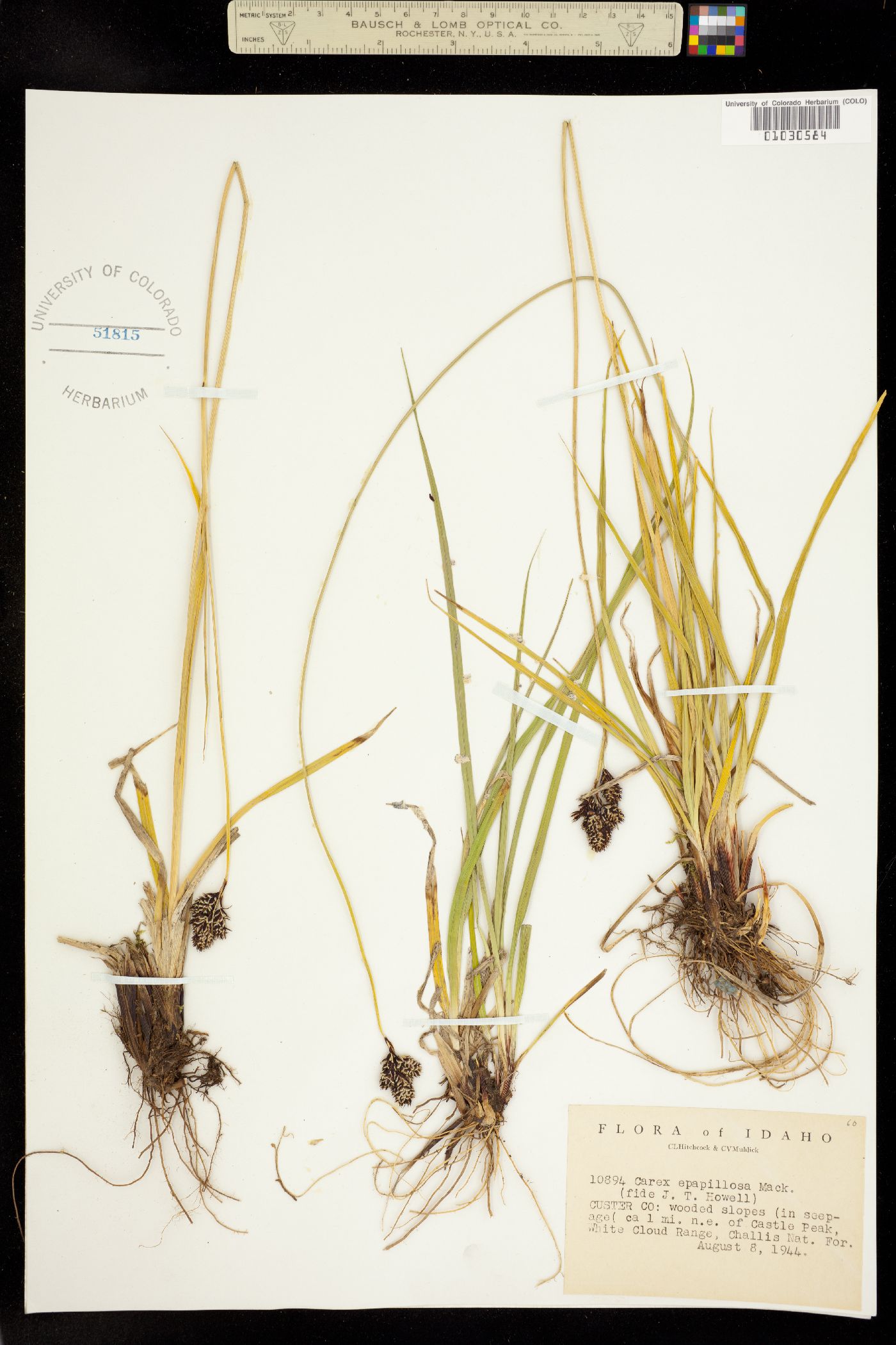 Carex epapillosa image