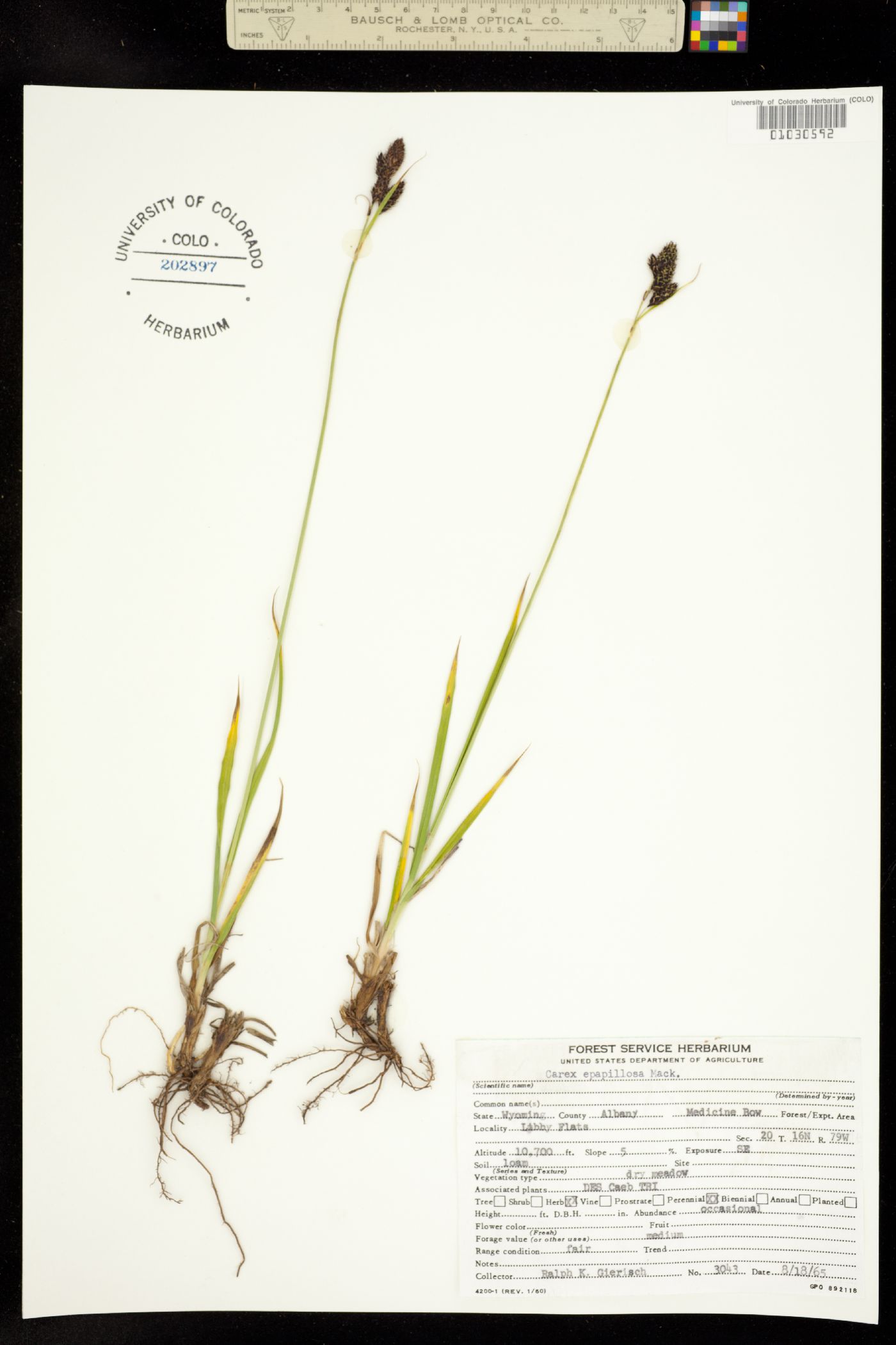 Carex epapillosa image