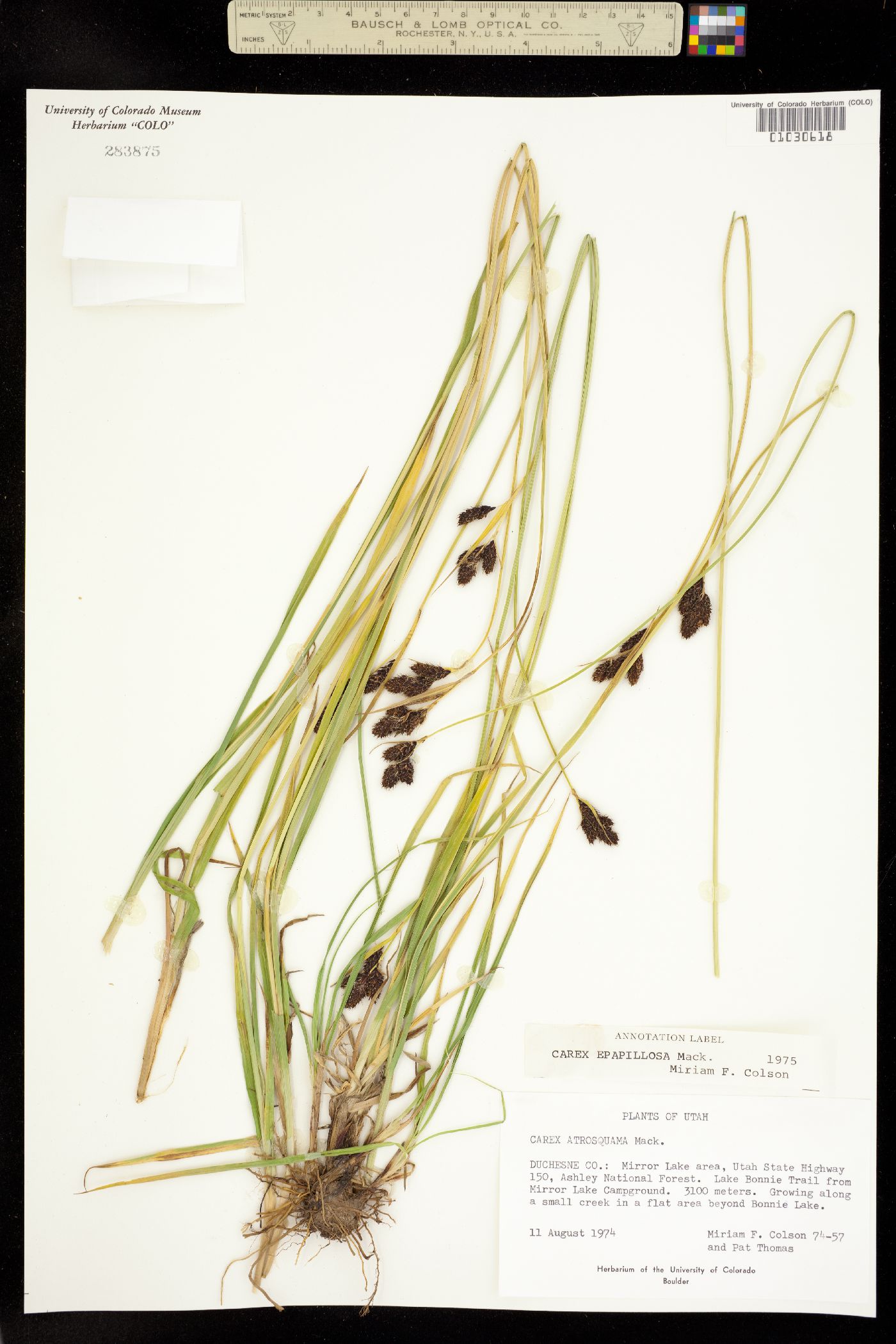 Carex epapillosa image