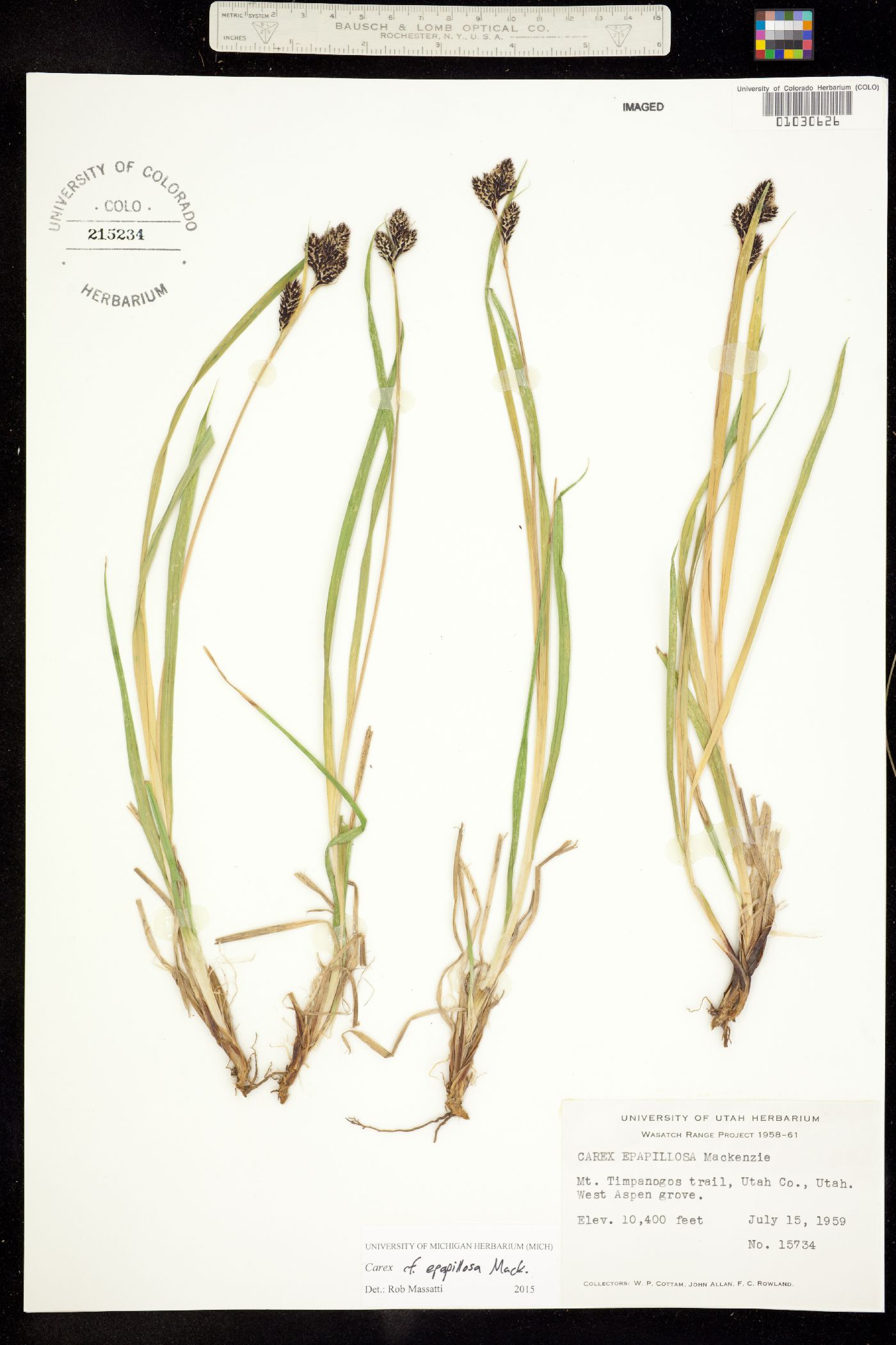 Carex epapillosa image