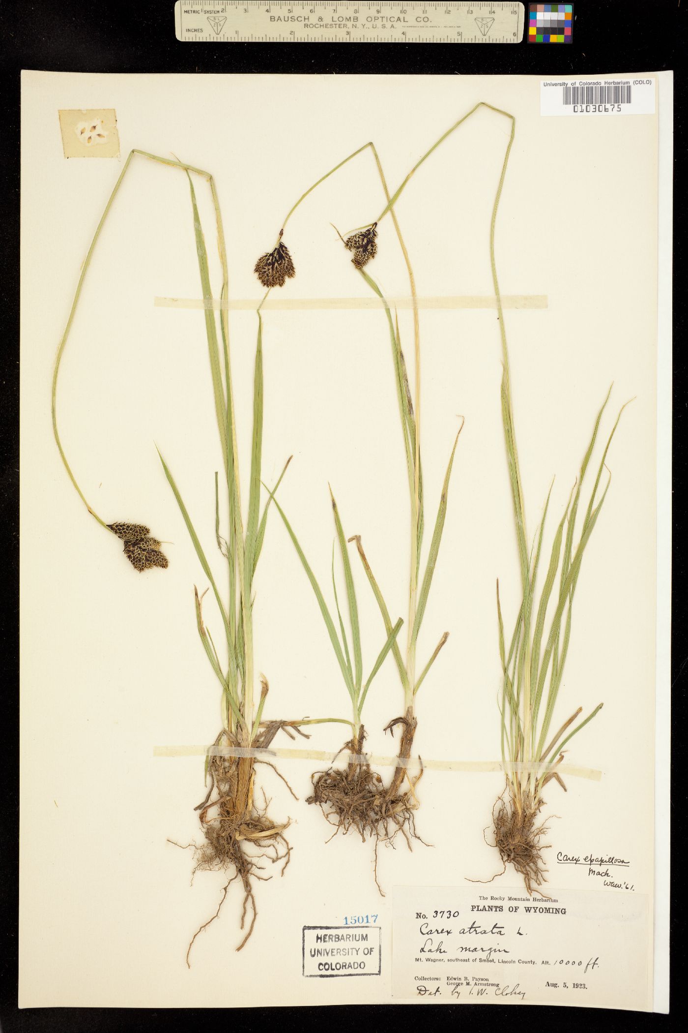 Carex epapillosa image